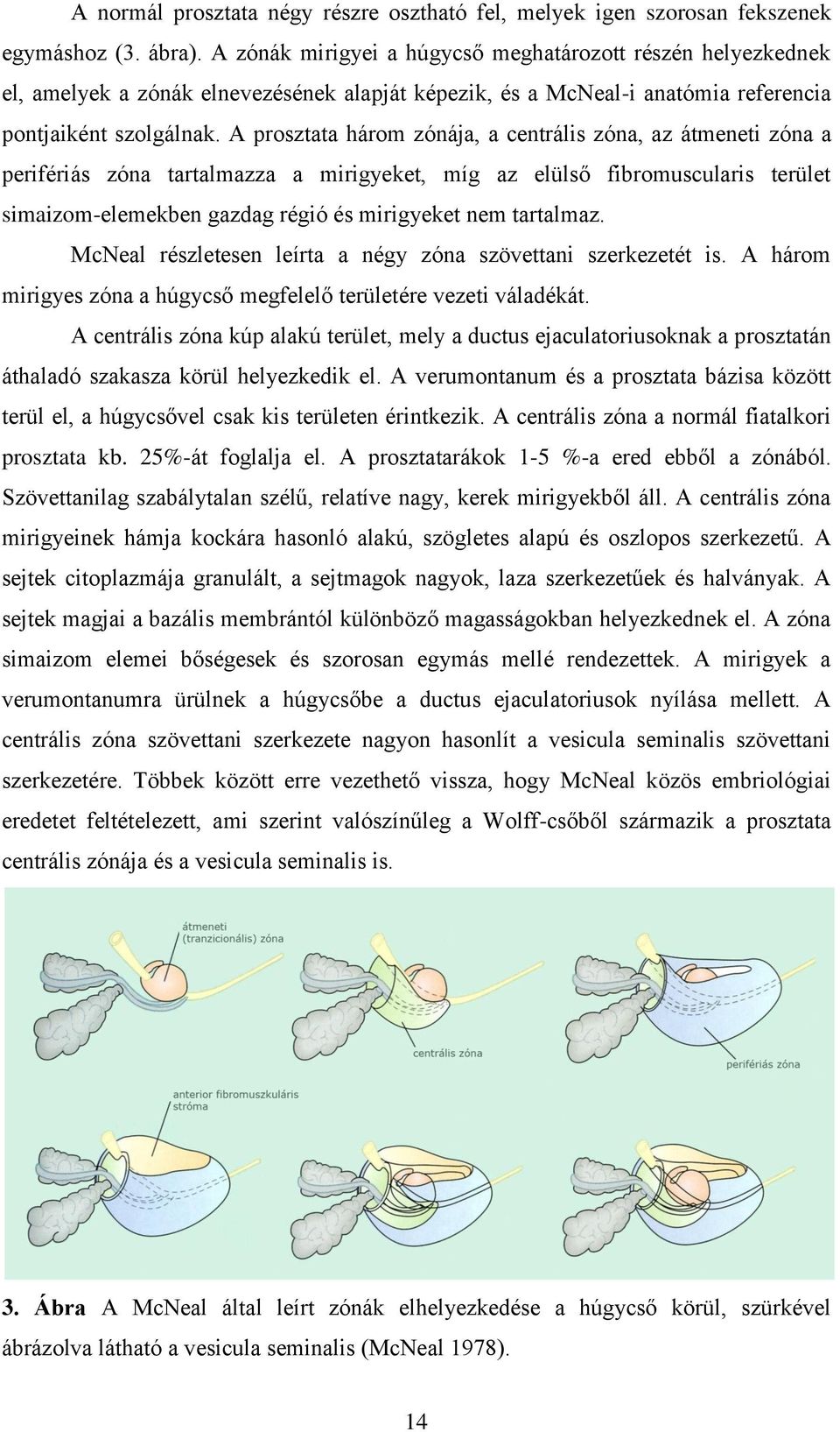 A prosztata három zónája, a centrális zóna, az átmeneti zóna a perifériás zóna tartalmazza a mirigyeket, míg az elülső fibromuscularis terület simaizom-elemekben gazdag régió és mirigyeket nem