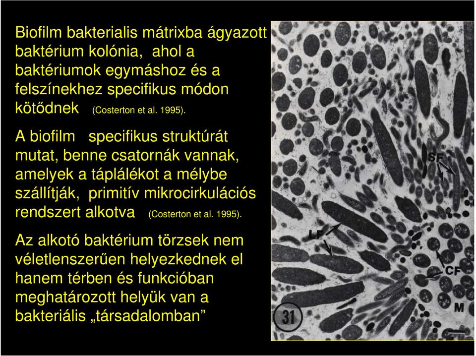 A biofilm specifikus struktúrát mutat, benne csatornák vannak, amelyek a táplálékot a mélybe szállítják, primitív