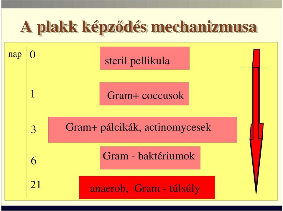 21 Gram+ pálcikák, actinomycesek Gram