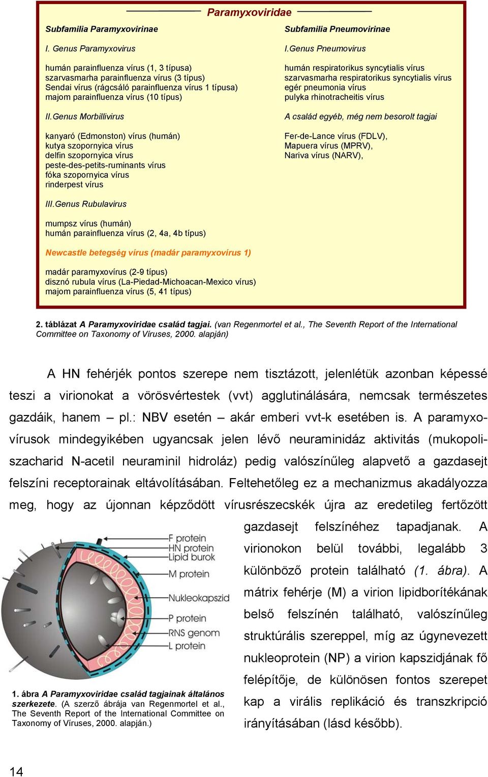 Genus Morbillivirus kanyaró (Edmonston) vírus (humán) kutya szopornyica vírus delfin szopornyica vírus peste-des-petits-ruminants vírus fóka szopornyica vírus rinderpest vírus humán respiratorikus