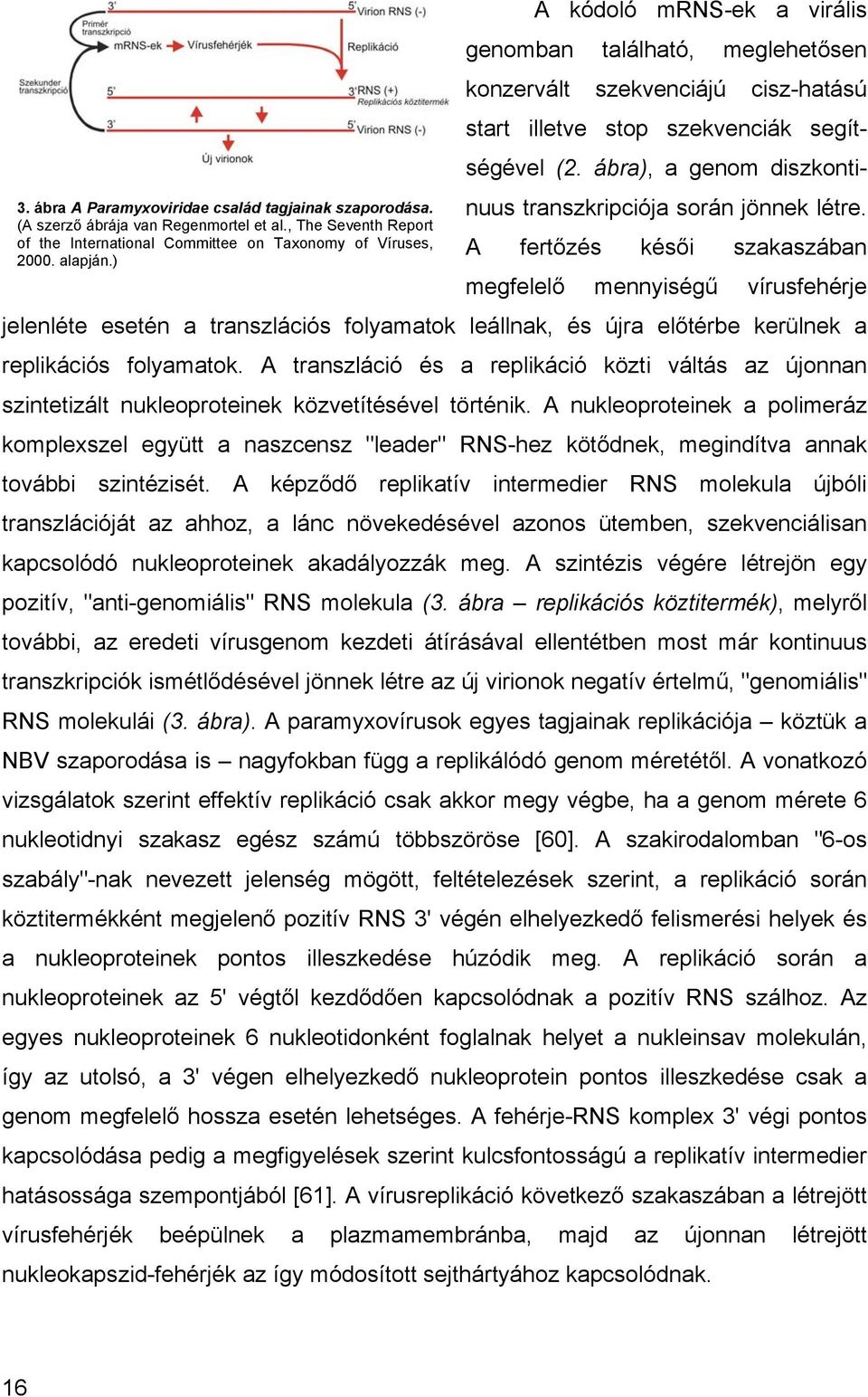 ábra), a genom diszkontinuus transzkripciója során jönnek létre.