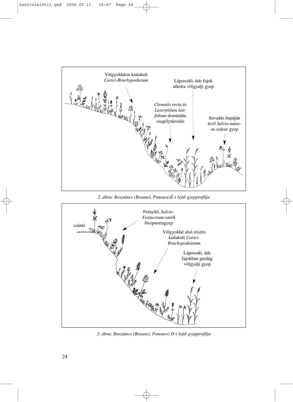 latifolium dominálta szegélytársulás Suvadás hupáján levõ Salvia nutasos száraz gyep 2.