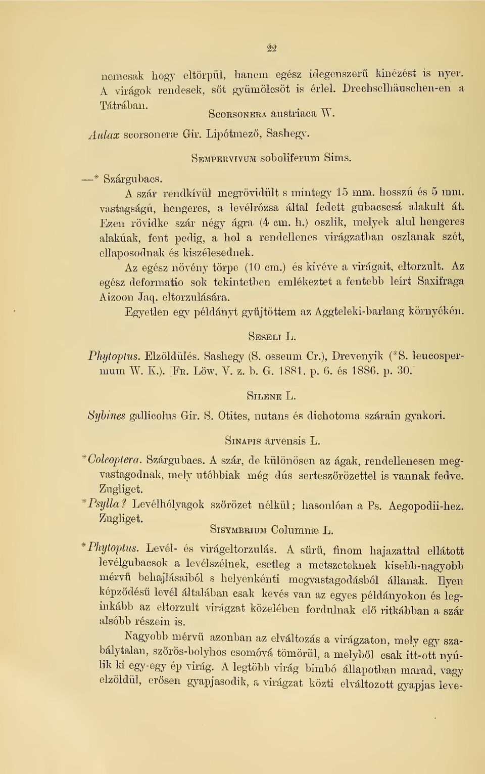 Ezen rövidke szár négy ágra (4 cm. h.) oszlik, melyek alul hengeres alakúak, fent pedig, a hol a rendellenes virágzatban oszlanak szét, ellaposodnak és kiszélesednek. Az egész növény törpe (10 cm.