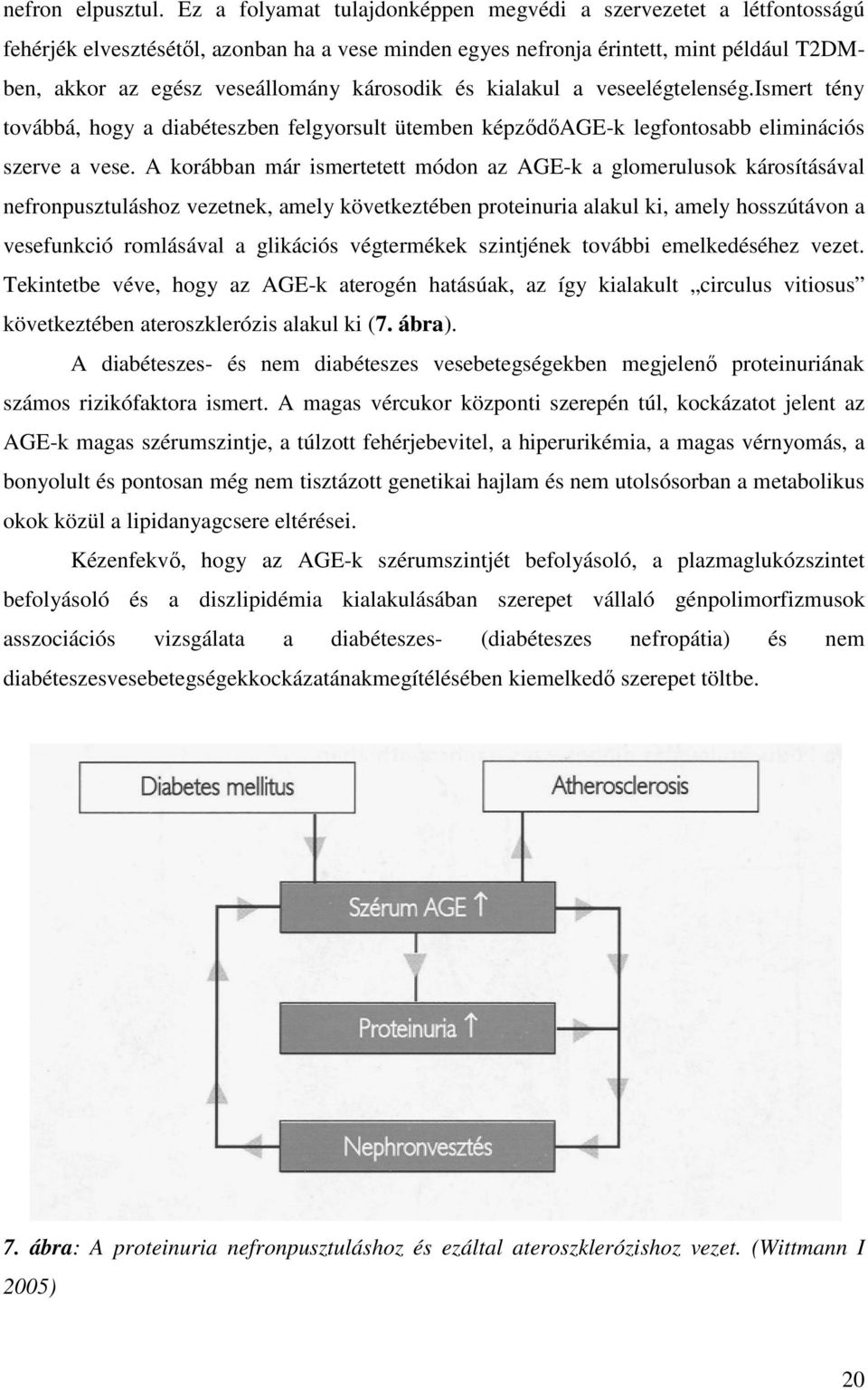 károsodik és kialakul a veseelégtelenség.ismert tény továbbá, hogy a diabéteszben ben felgyorsult ütemben képződőage-k legfontosabb eliminációs szerve a vese.