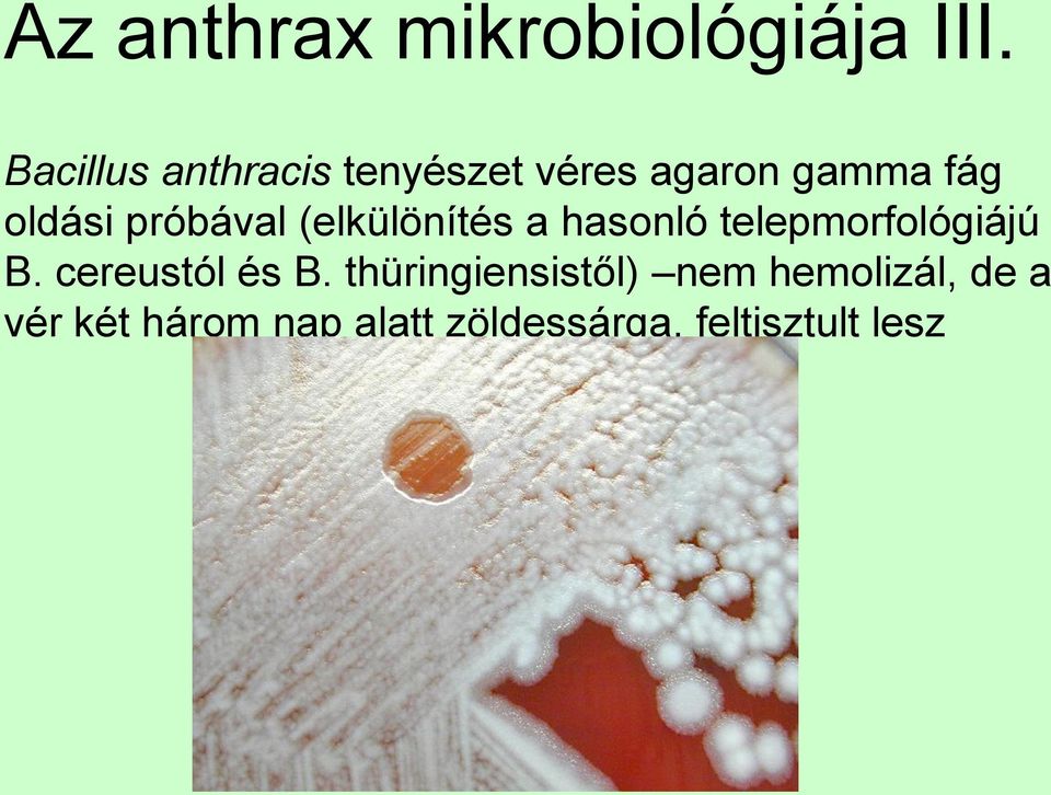 próbával (elkülönítés a hasonló telepmorfológiájú B.