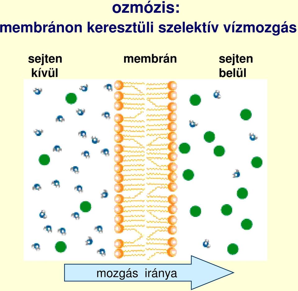 vízmozgás sejten membrán