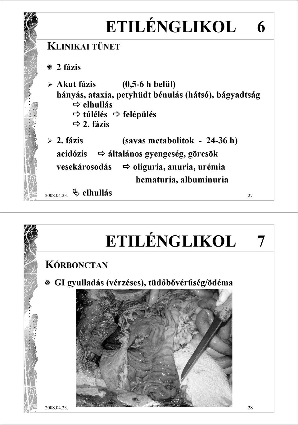 fázis (savas metabolitok - 24-36 h) acidózis vesekárosodás elhullás általános gyengeség, görcsök