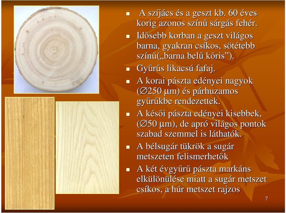 A korai pászta p edényei nagyok ( 250 µm) és s párhuzamos p győrőkbe rendezettek.