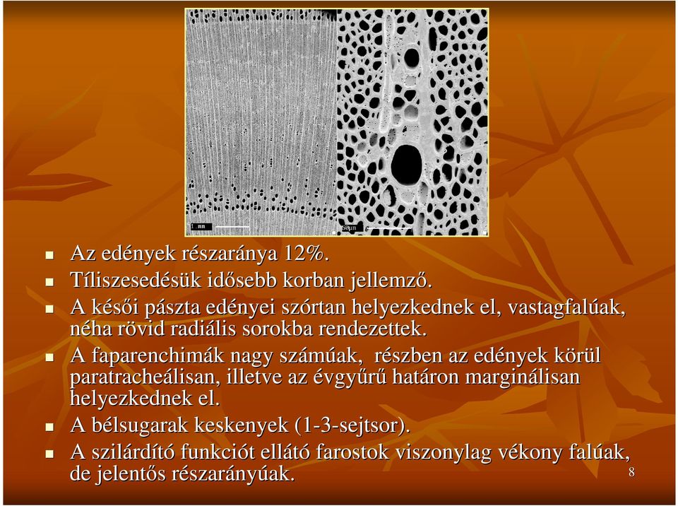 A faparenchimák nagy számúak, részben r az edények körül k paratracheálisan lisan,, illetve az évgyőrő határon