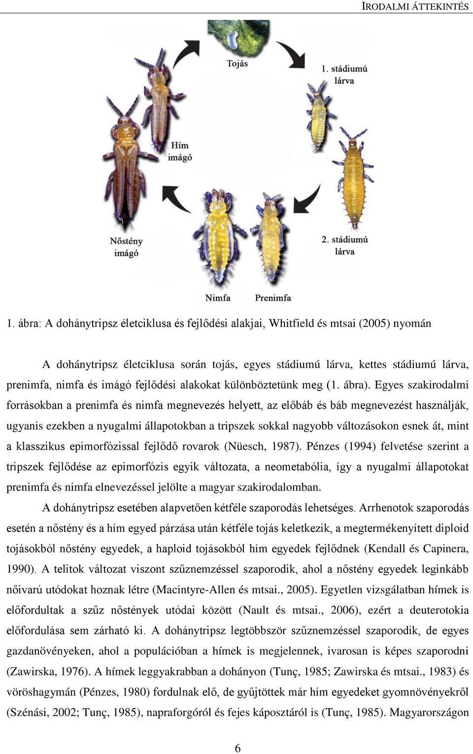 fejlődési alakokat különböztetünk meg (1. ábra).