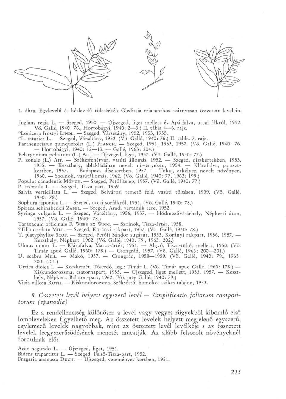) PLANCH. Szeged, 1951, 1953, 1957. (Vö. Gallé, 1940: 76. Hortobágyi, 1940: 12 13. Gallé, 1963: 204.) Pelargonium peltatum (L.) AIT. Újszeged, liget, 1957. (Vö. Gallé, 1940: 77.) P. zonale (L.) AIT. Székesfehérvár, vasúti állomás, 1952.