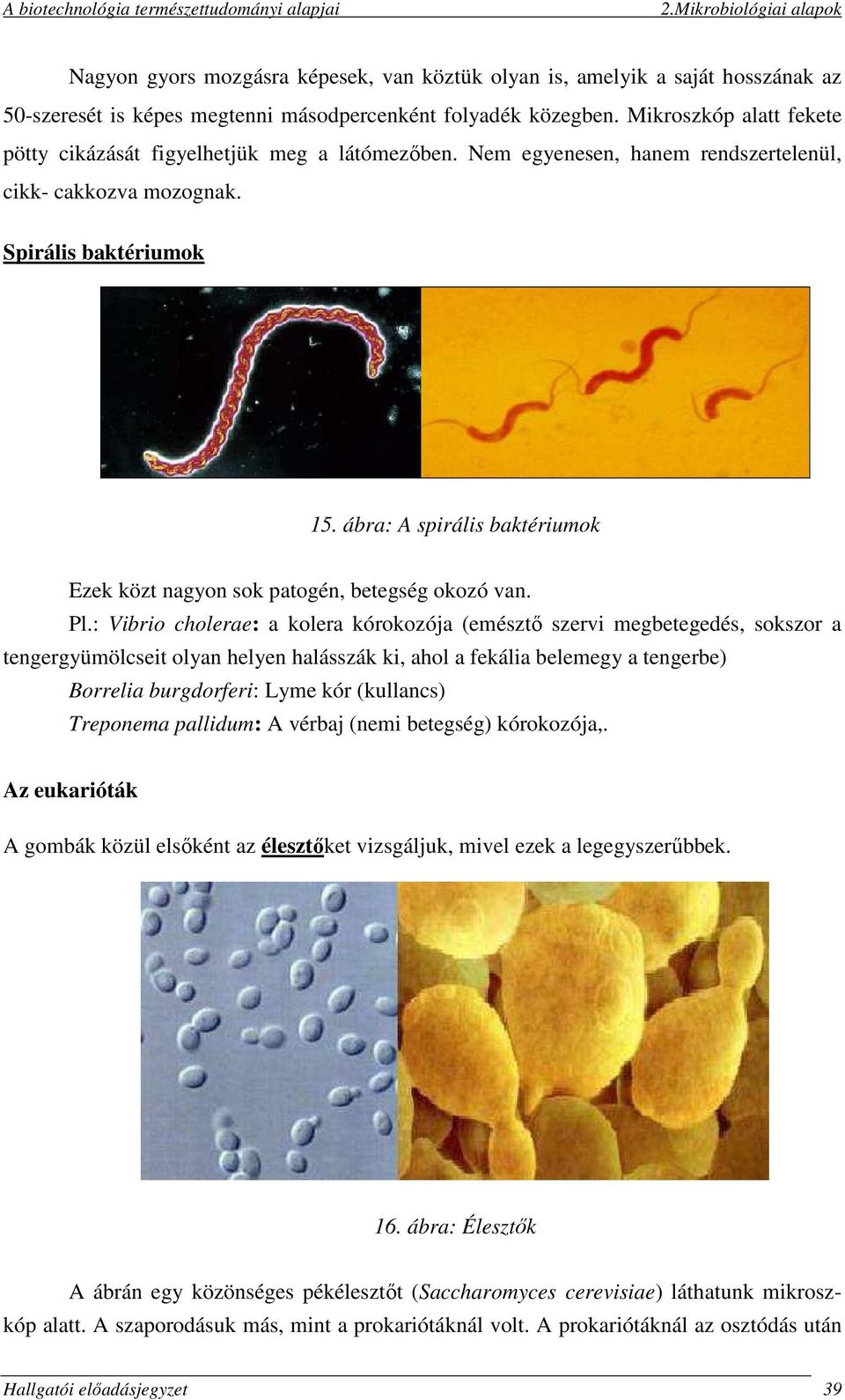 ábra: A spirális baktériumok Ezek közt nagyon sok patogén, betegség okozó van. Pl.