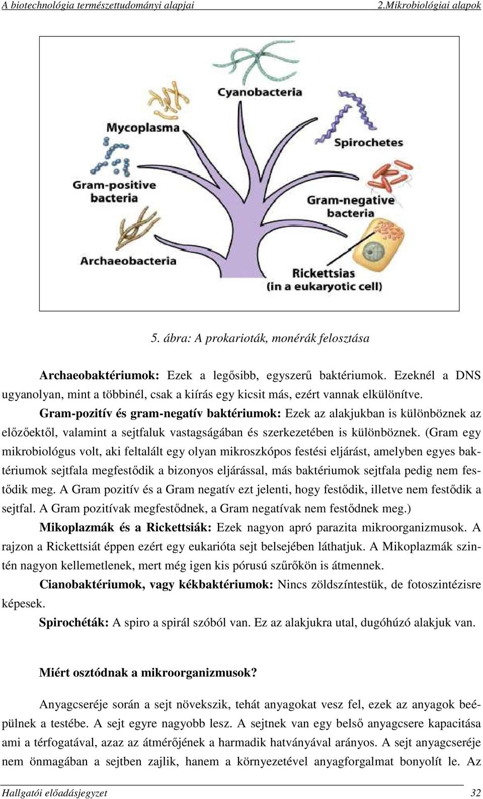 (Gram egy mikrobiológus volt, aki feltalált egy olyan mikroszkópos festési eljárást, amelyben egyes baktériumok sejtfala megfestődik a bizonyos eljárással, más baktériumok sejtfala pedig nem festődik