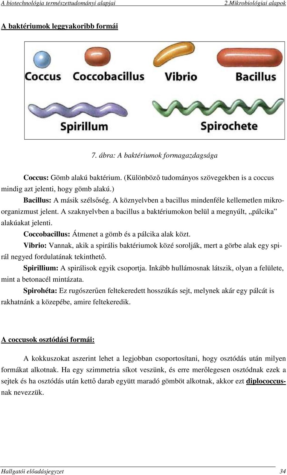 Coccobacillus: Átmenet a gömb és a pálcika alak közt. Vibrio: Vannak, akik a spirális baktériumok közé sorolják, mert a görbe alak egy spirál negyed fordulatának tekinthető.