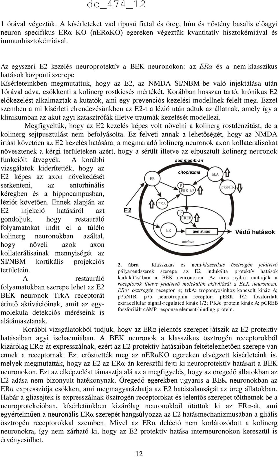 adva, csökkenti a kolinerg rostkiesés mértékét. Korábban hosszan tartó, krónikus E2 előkezelést alkalmaztak a kutatók, ami egy prevenciós kezelési modellnek felelt meg.