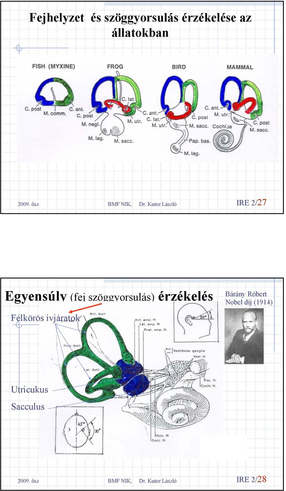 szöggyorsulás) érzékelés Félkörös ívjáratok