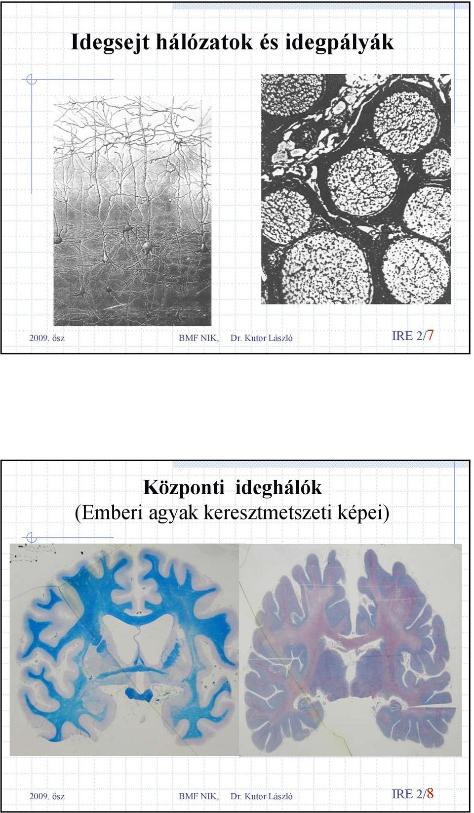 Központi ideghálók