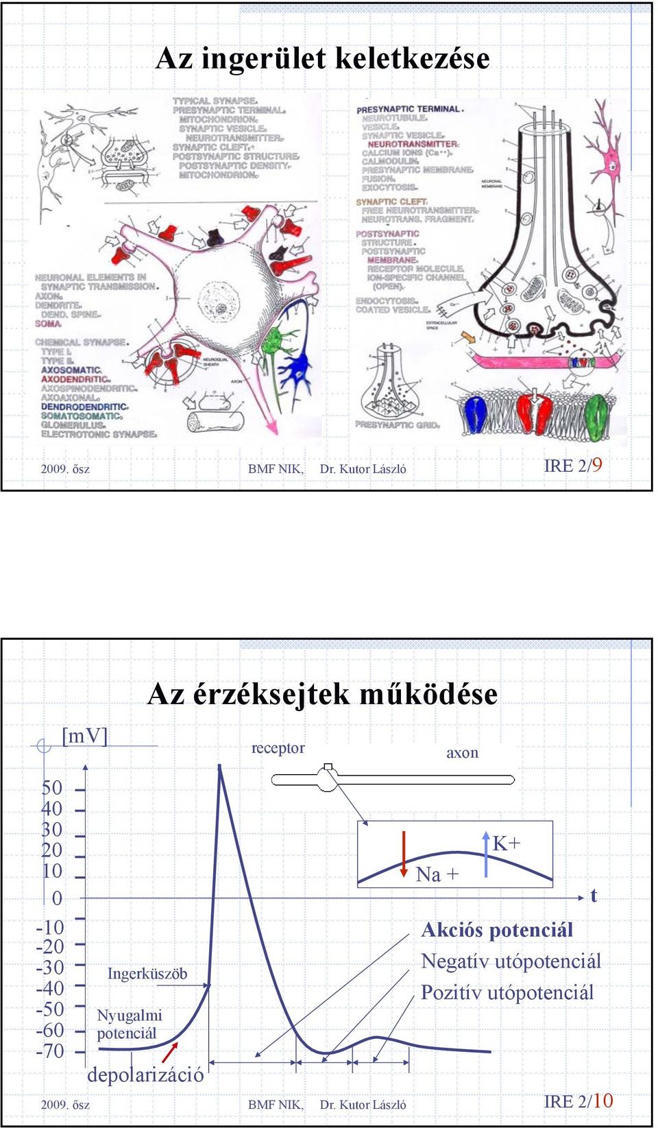 működése Ingerküszöb depolarizáció receptor Na + axon