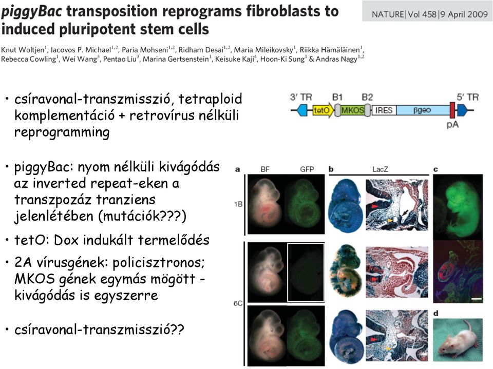transzpozáz tranziens jelenlétében (mutációk?