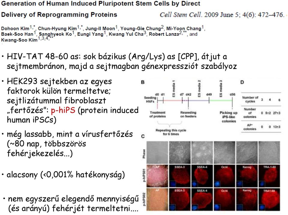 fibroblaszt fertőzés : p-hips (protein induced human ipscs) még lassabb, mint a vírusfertőzés (~80 nap,