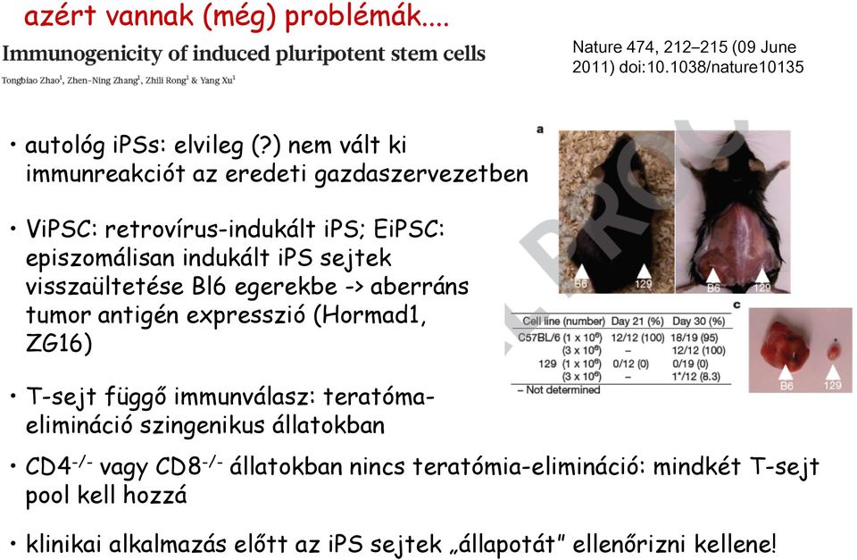 visszaültetése Bl6 egerekbe -> aberráns tumor antigén expresszió (Hormad1, ZG16) T-sejt függő immunválasz: teratómaelimináció szingenikus