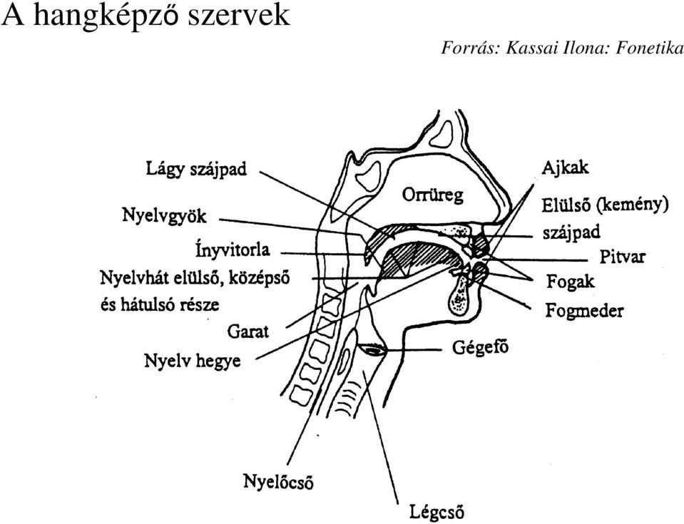 Forrás: