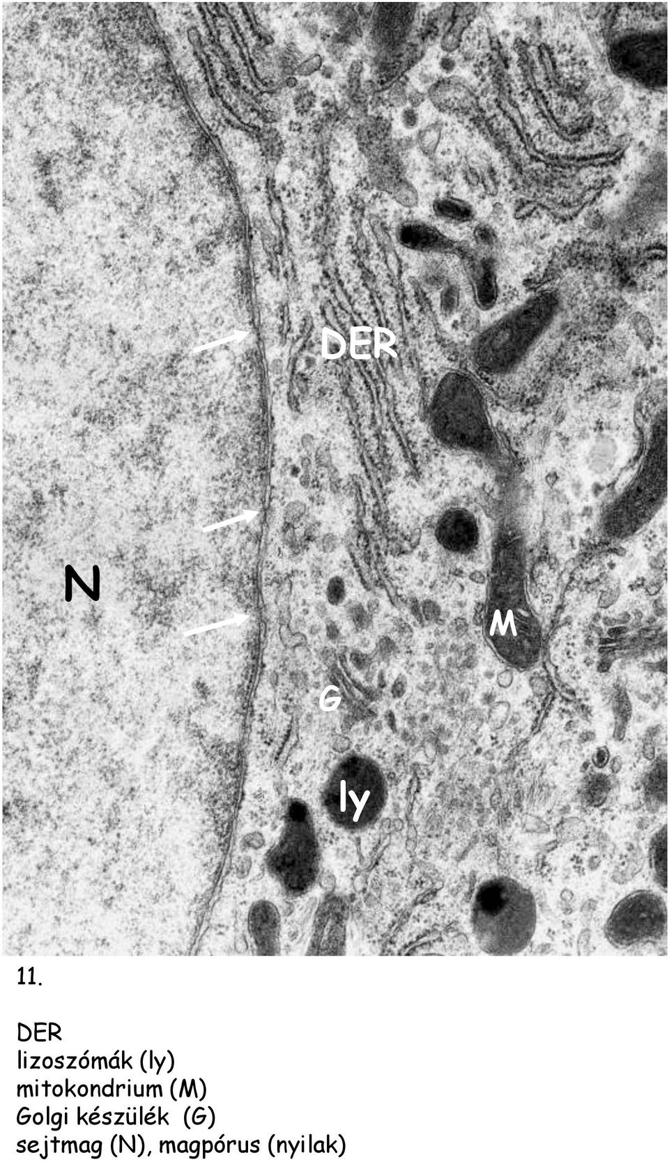 mitokondrium () Golgi
