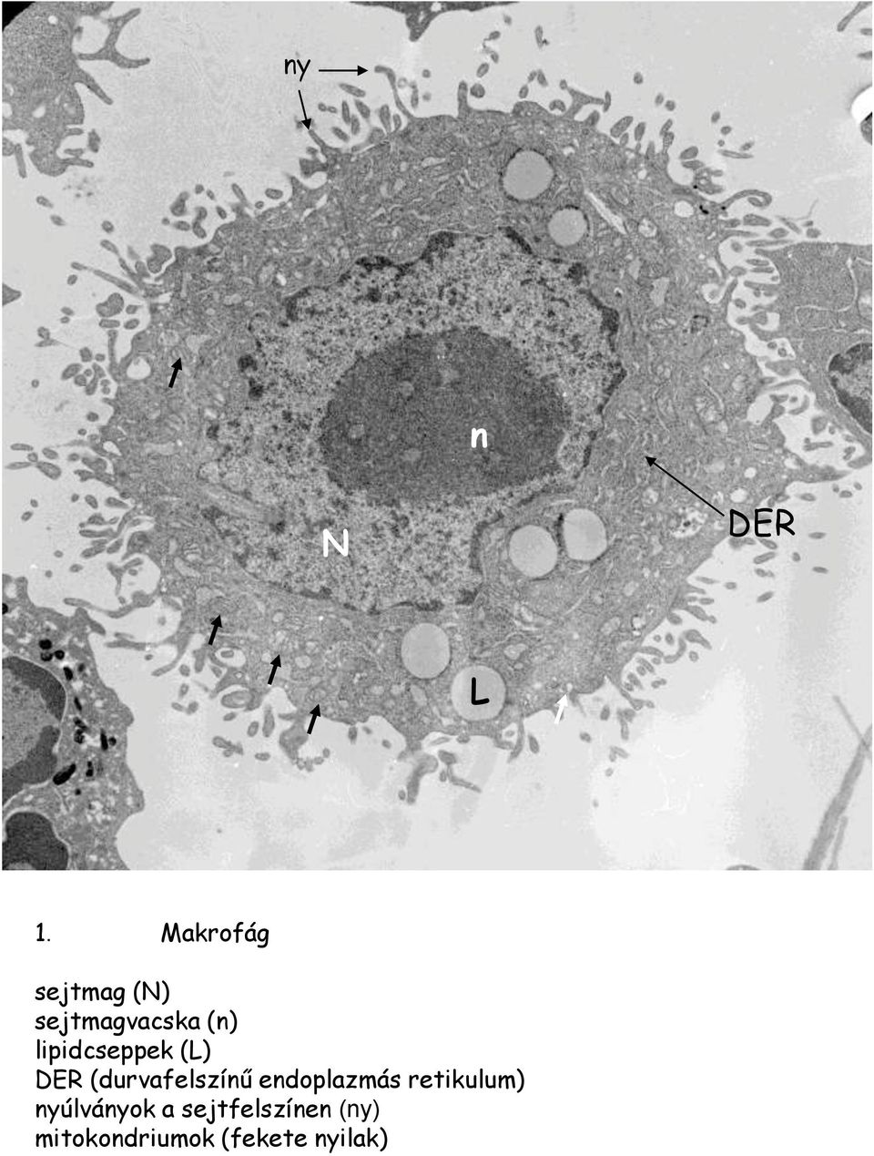 lipidcseppek (L) (durvafelszínű