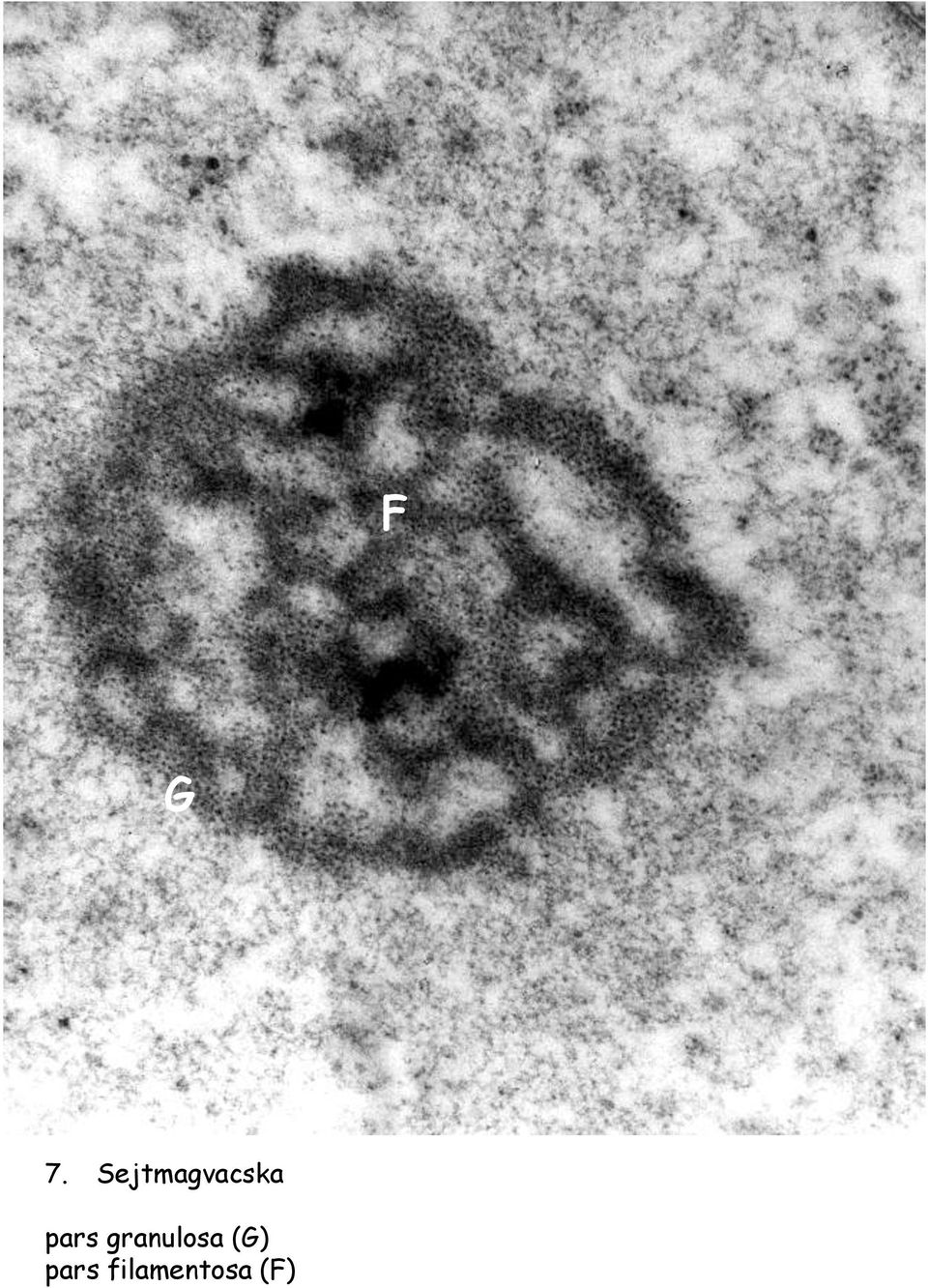 pars granulosa