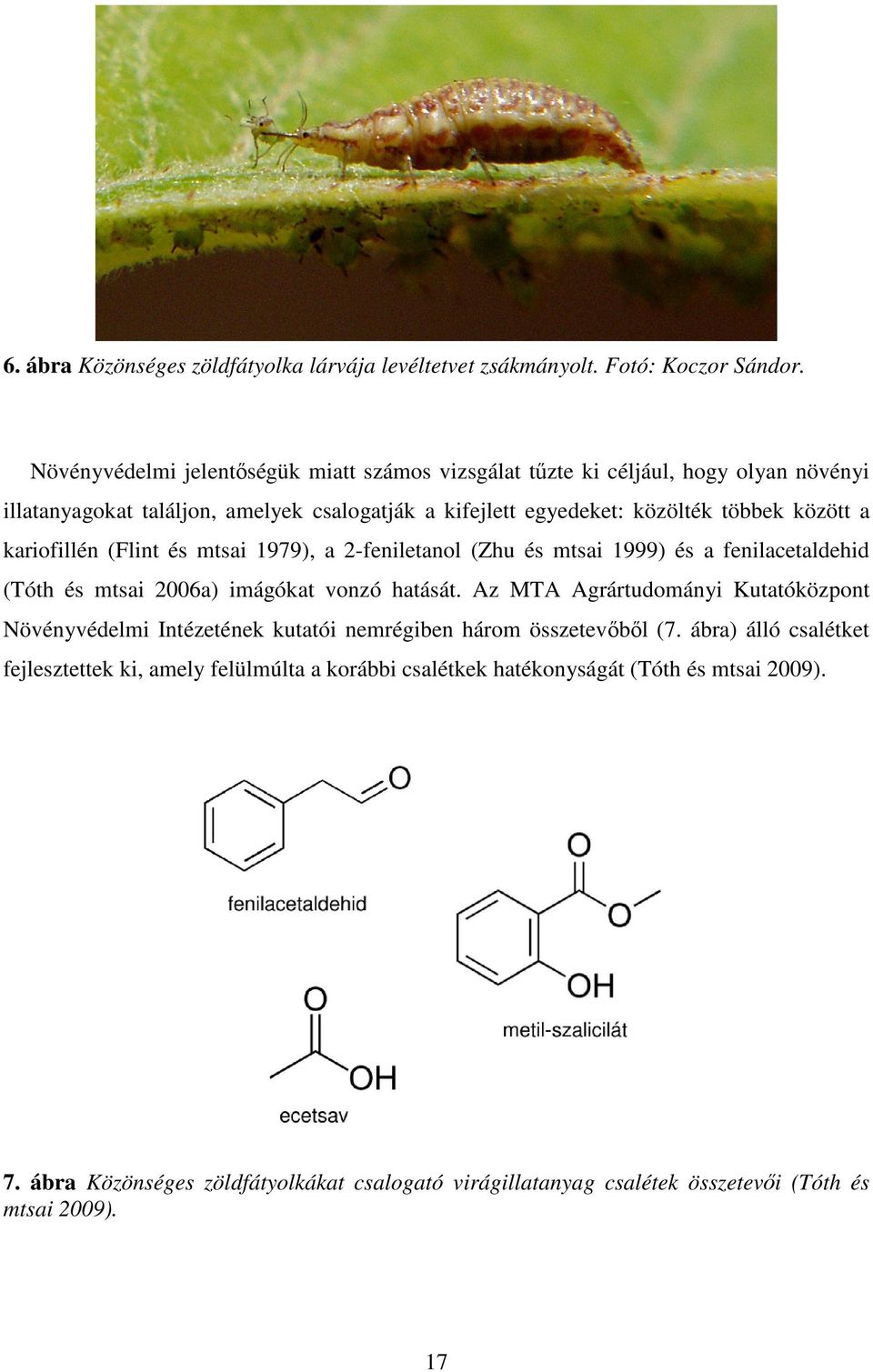 kariofillén (Flint és mtsai 1979), a 2-feniletanol (Zhu és mtsai 1999) és a fenilacetaldehid (Tóth és mtsai 2006a) imágókat vonzó hatását.