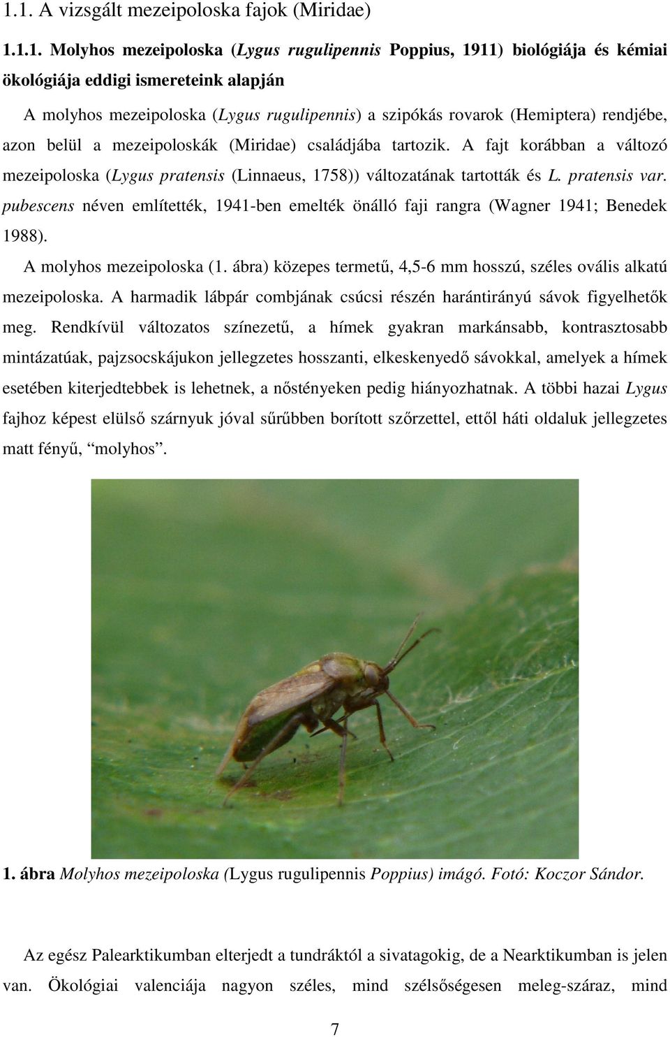 A fajt korábban a változó mezeipoloska (Lygus pratensis (Linnaeus, 1758)) változatának tartották és L. pratensis var.