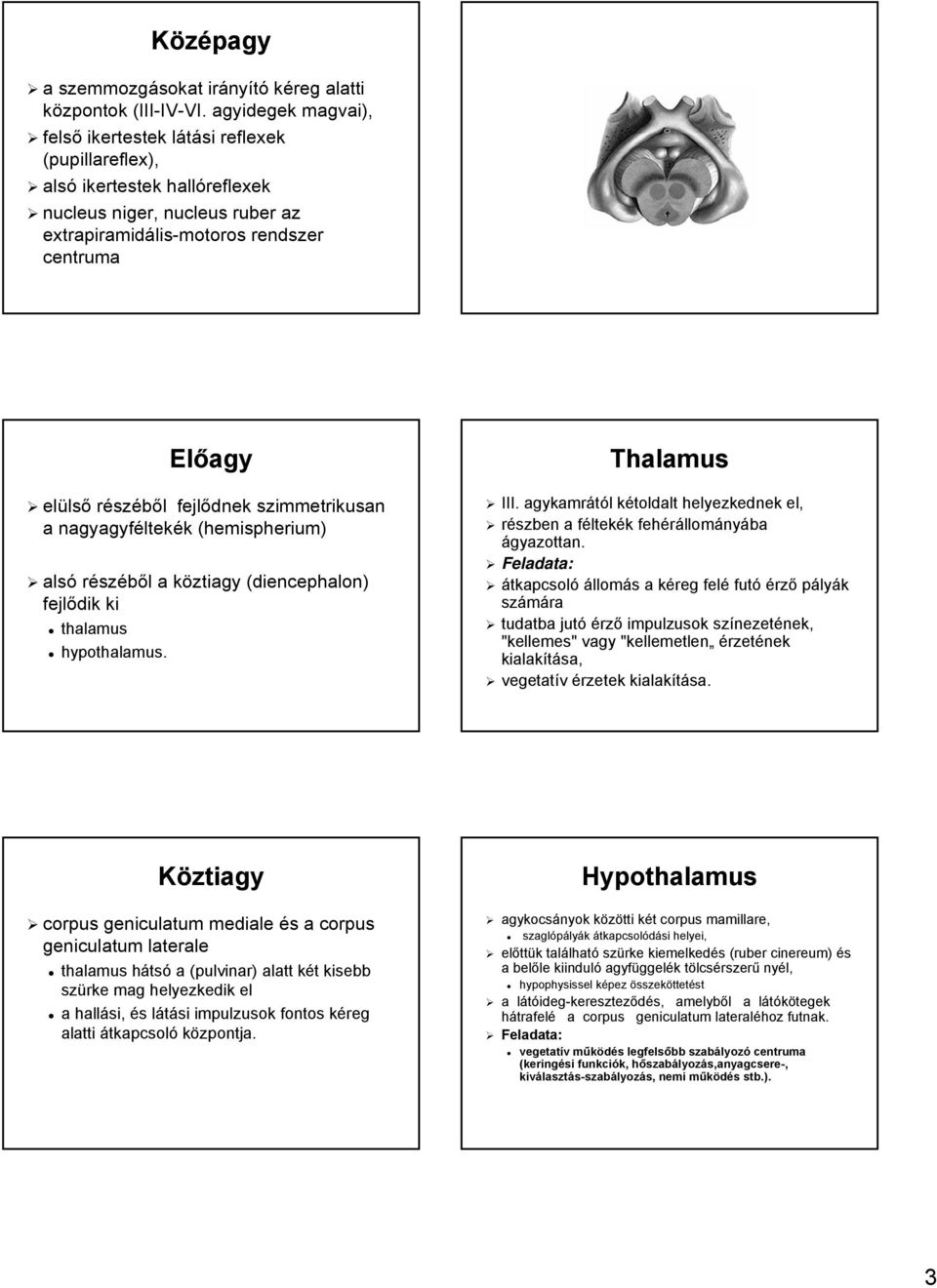 részéből l fejlődnek szimmetrikusan a nagyagyféltek ltekék k (hemispherium( hemispherium) alsó részéből l a köztiagy k (diencephalon( diencephalon) fejlődik ki thalamus hypothalamus. Thalamus III.