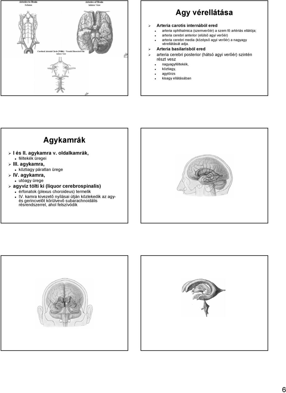 Arteria basilarisból l ered arteria cerebri posterior (háts tsó agyi verőér) r) szintén részt vesz nagyagyféltek ltekék, k, köztiagy, agytörzs kisagy ellátásában Agykamrák I és II. agykamra v.