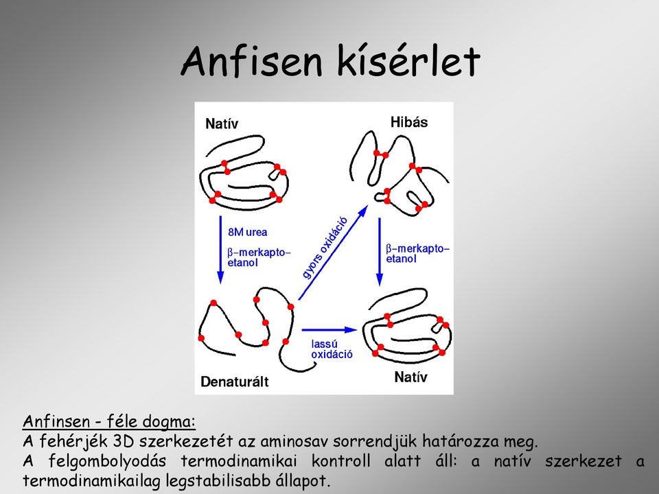 A felgombolyodás termodinamikai kontroll alatt áll: a