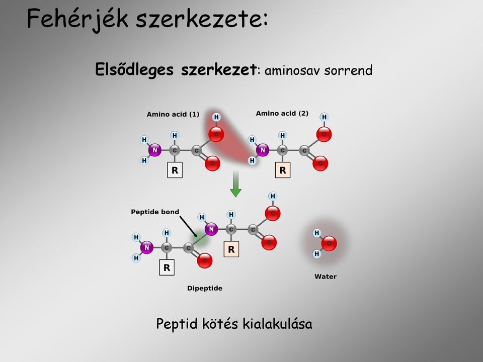 szerkezet: aminosav