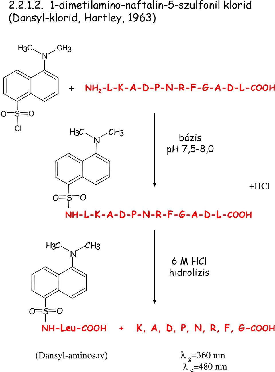 7,5-8,0 O S O +HCl NH-L-K-A-D-P-N-R-F-G-A-D-L-COOH H3C N CH3 6 M HCl hidrolizis O