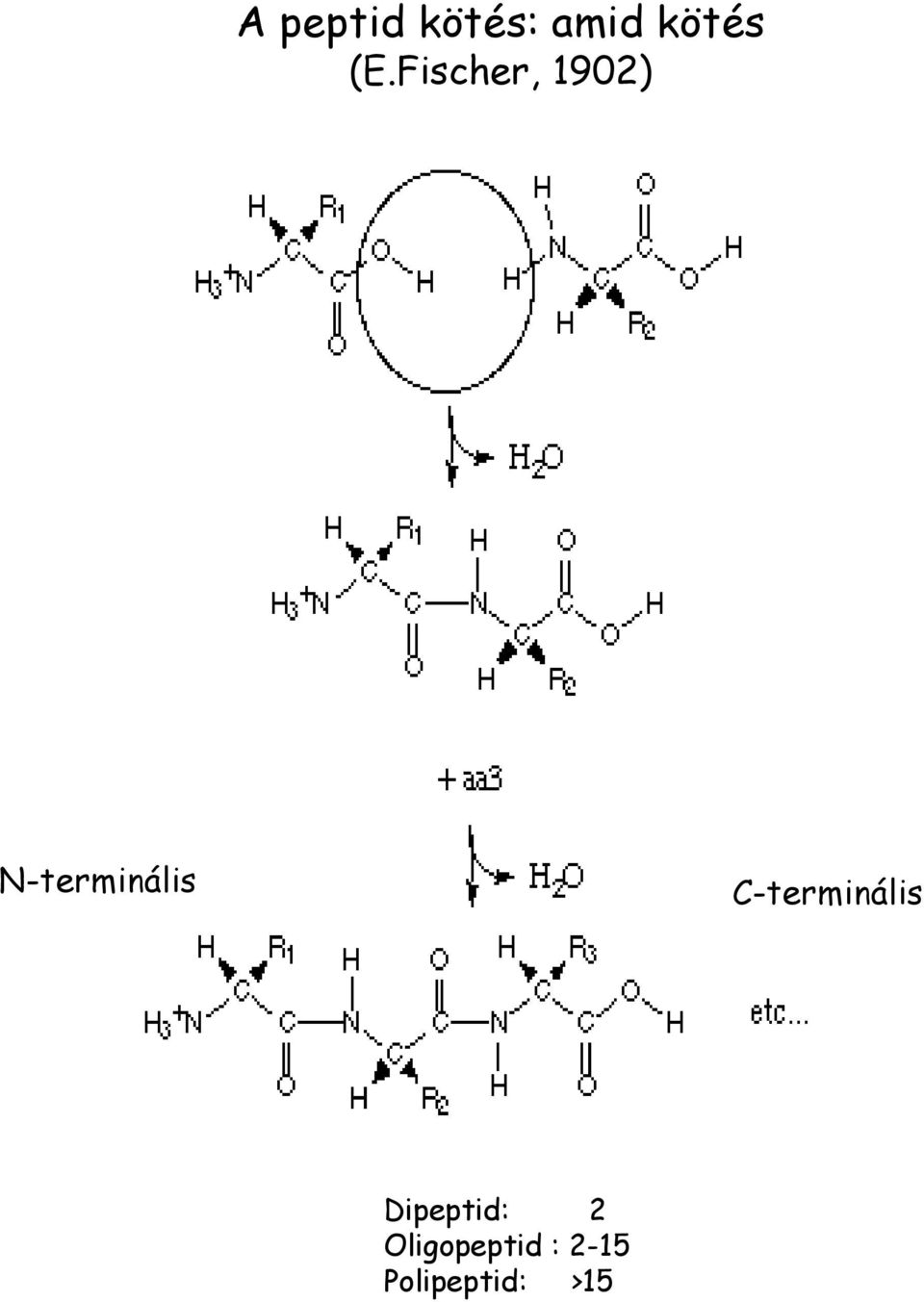 C-terminális Dipeptid: 2