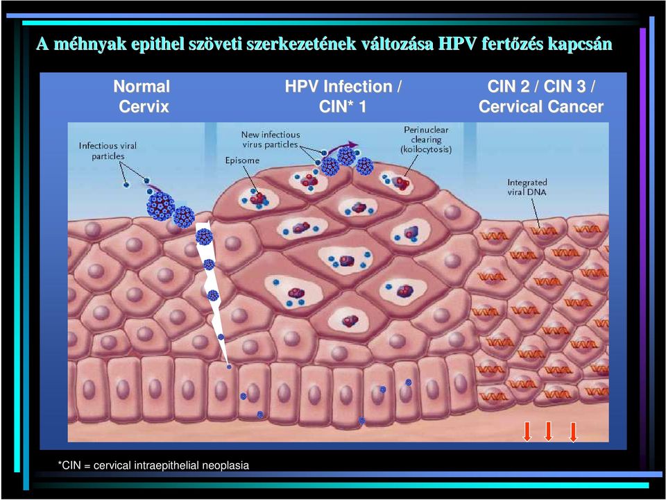A HPV ellenes védıoltv A quadrivalens vakcinával val szerzett  tapasztalatok. - PDF Free Download