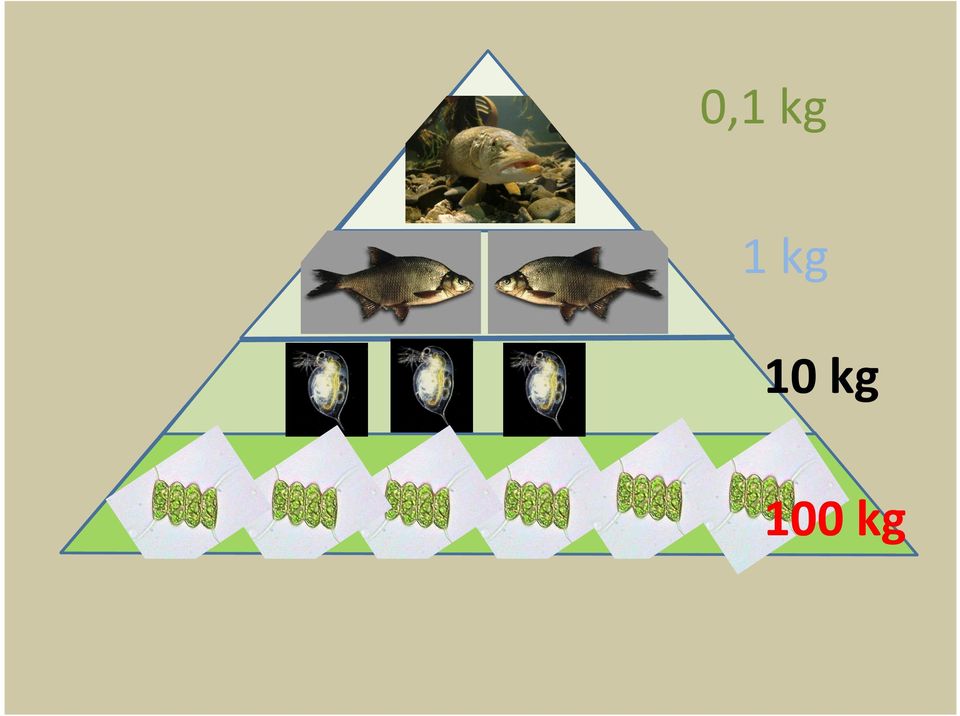 100 kg