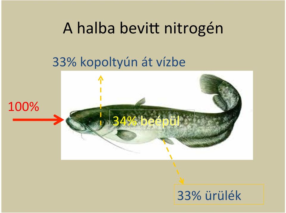 kopoltyún át