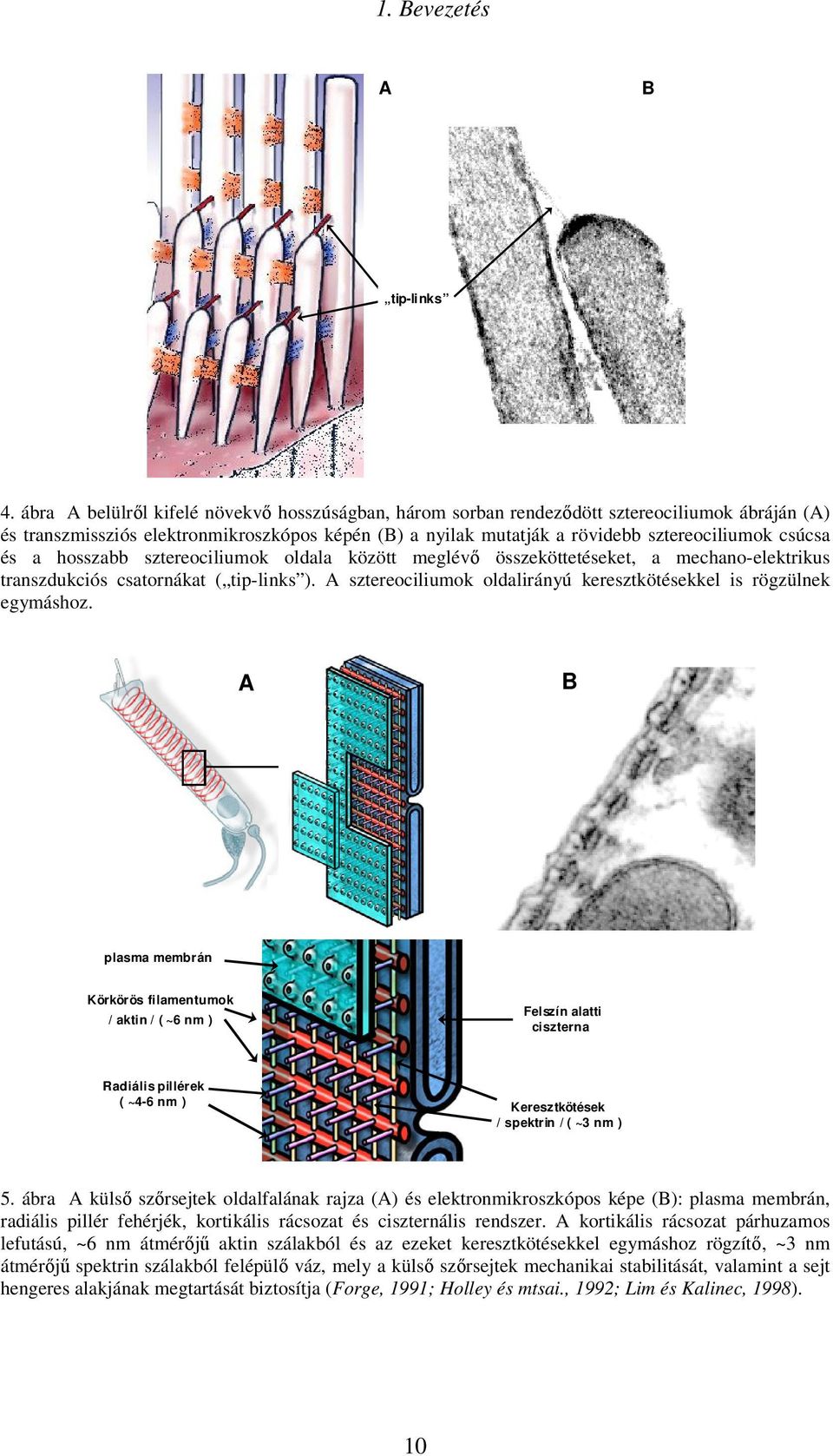 és a hosszabb sztereociliumok oldala között meglévı összeköttetéseket, a mechano-elektrikus transzdukciós csatornákat ( tip-links ).