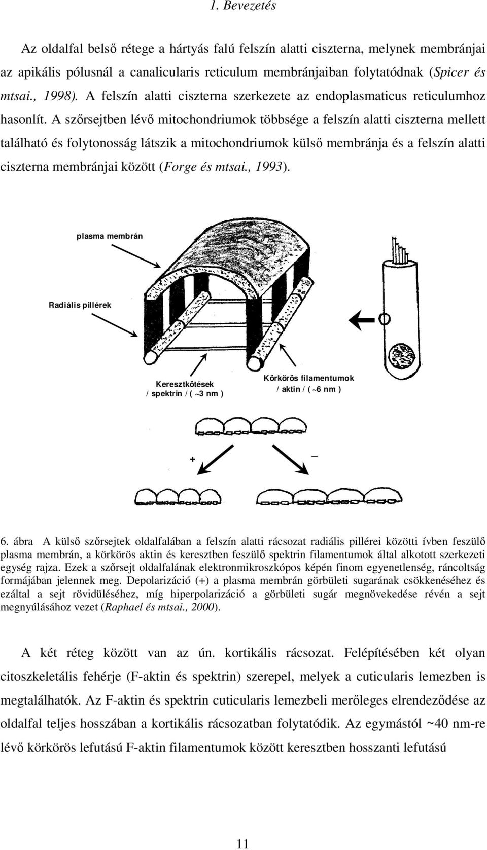 A szırsejtben lévı mitochondriumok többsége a felszín alatti ciszterna mellett található és folytonosság látszik a mitochondriumok külsı membránja és a felszín alatti ciszterna membránjai között