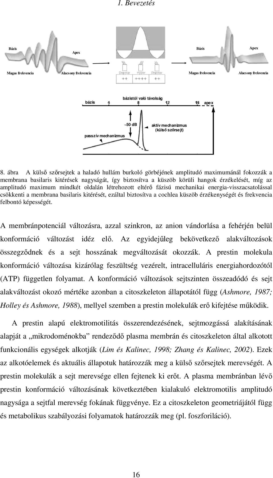 ábra A külsı szırsejtek a haladó hullám burkoló görbéjének amplitudó maximumánál fokozzák a membrana basilaris kitérések nagyságát, így biztosítva a küszöb körüli hangok érzékelését, míg az amplitudó