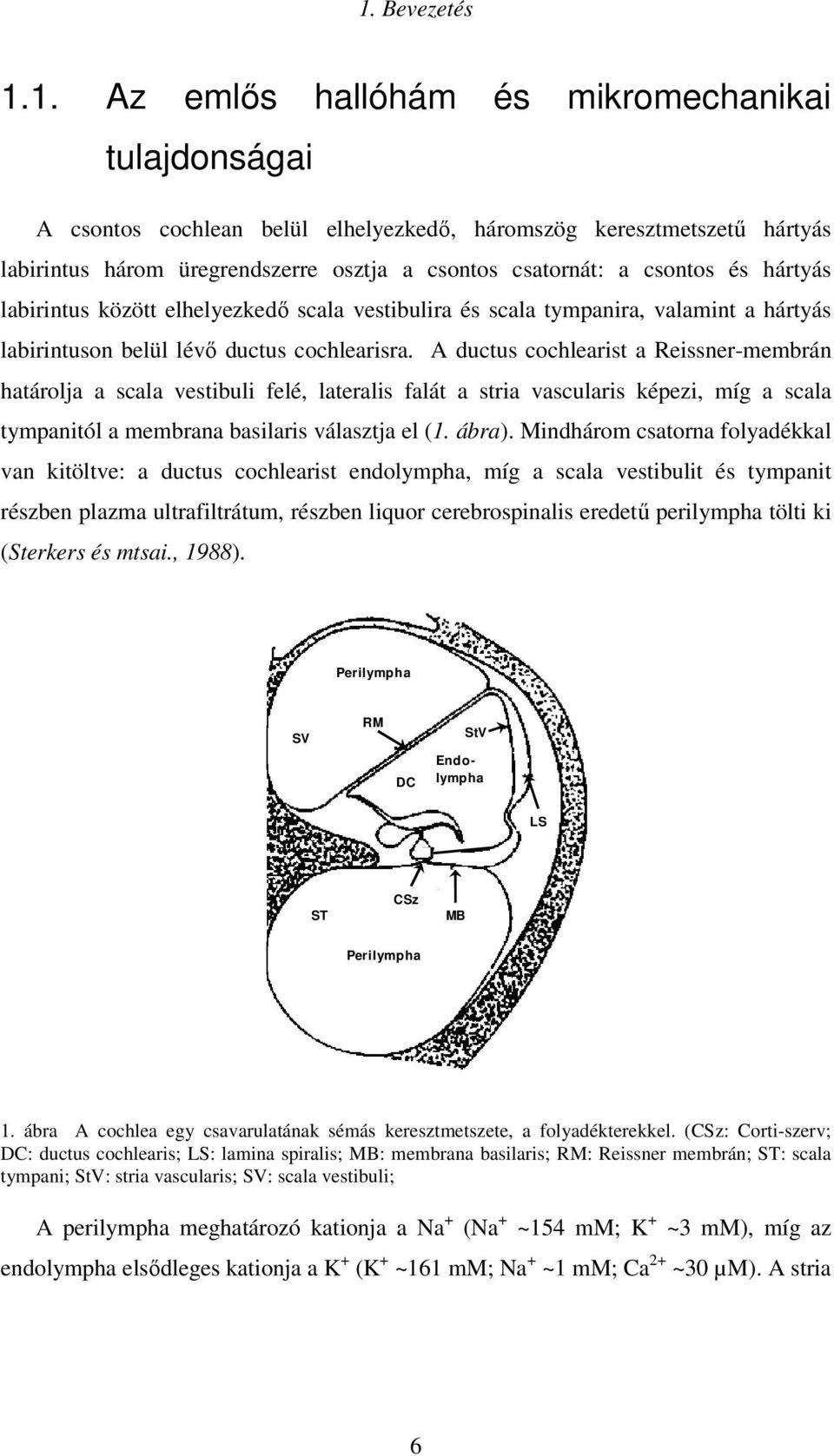 A ductus cochlearist a Reissner-membrán határolja a scala vestibuli felé, lateralis falát a stria vascularis képezi, míg a scala tympanitól a membrana basilaris választja el (1. ábra).