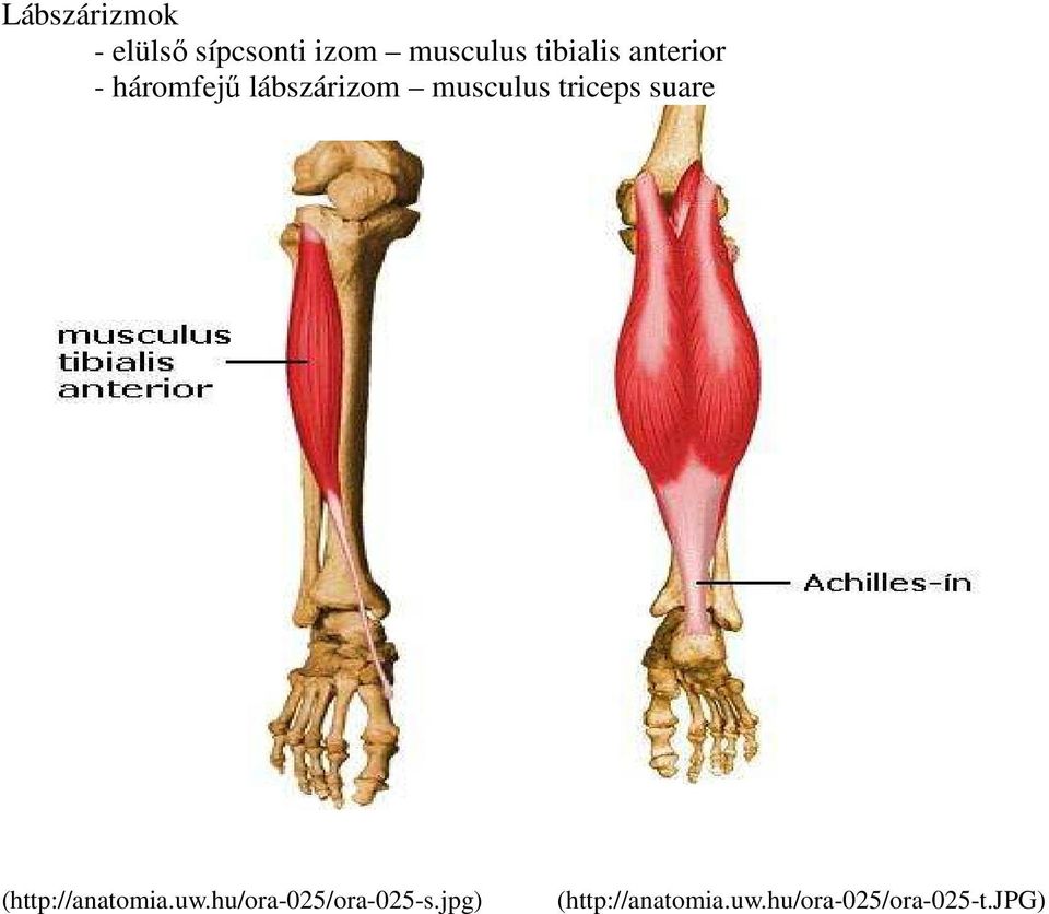triceps suare (http://anatomia.uw.