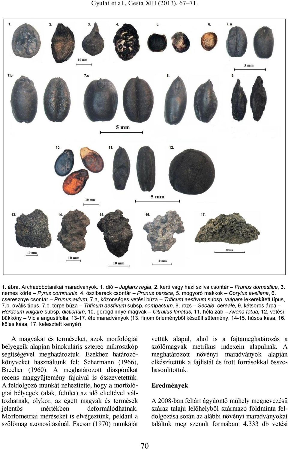 c, törpe búza Triticum aestivum subsp. compactum, 8. rozs Secale cereale, 9. kétsoros árpa Hordeum vulgare subsp. distichum, 10. görögdinnye magvak Citrullus lanatus, 11. héla zab Avena fatua, 12.