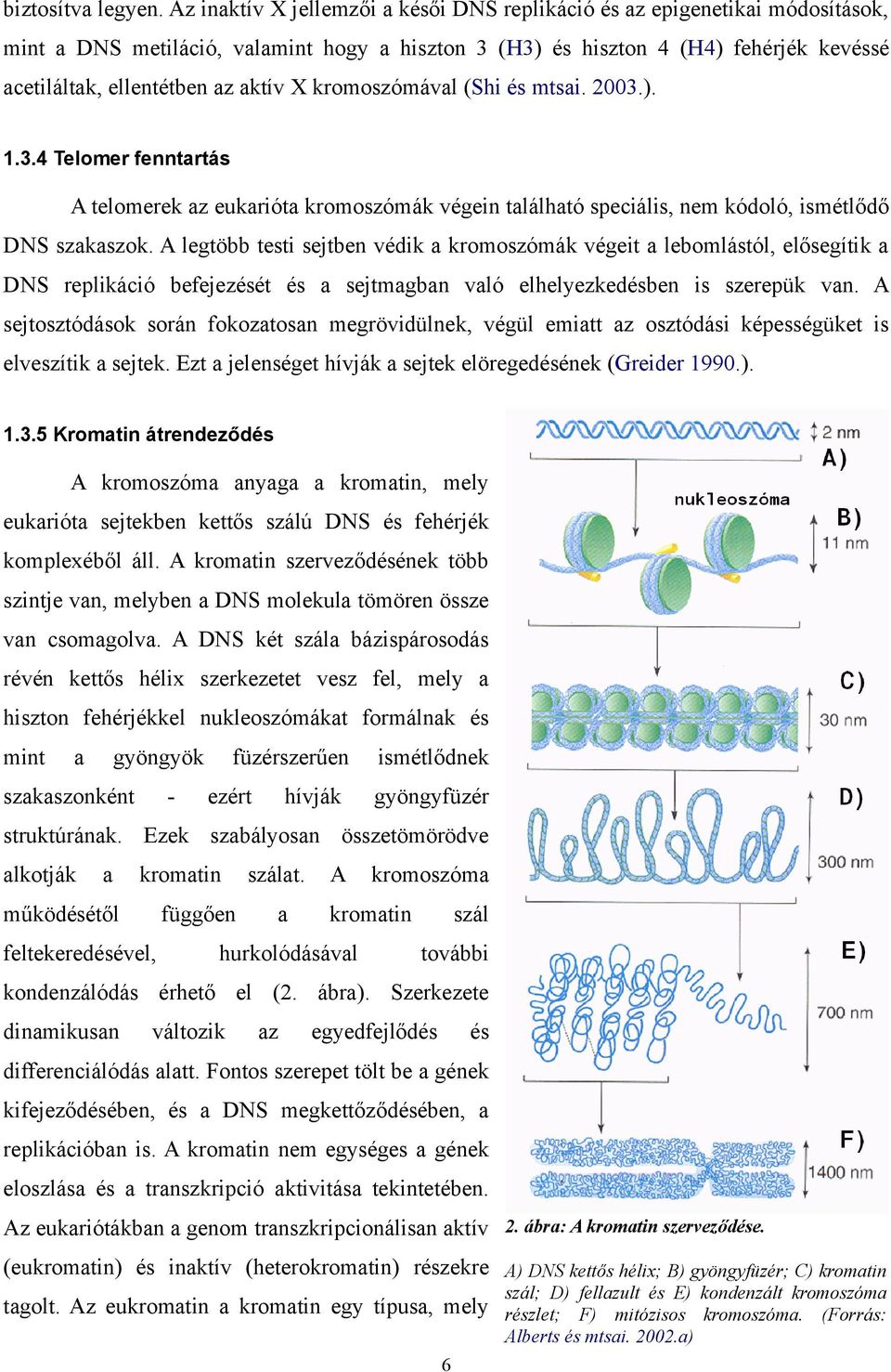 X kromoszómával (Shi és mtsai. 2003.). 1.3.4 Telomer fenntartás A telomerek az eukarióta kromoszómák végein található speciális, nem kódoló, ismétlődő DNS szakaszok.