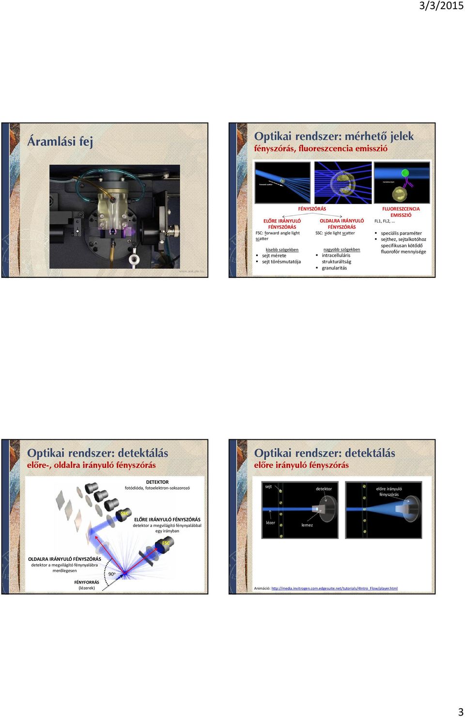 specifikusan kötődő fluorofór mennyisége Optikai rendszer: detektálás elõre-, oldalra irányuló fényszórás Optikai rendszer: detektálás elõre irányuló fényszórás DETEKTOR fotódióda,