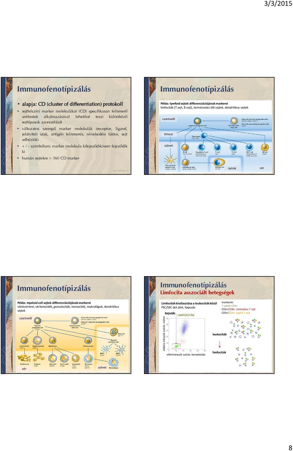 CD marker Példa: lymfoidsejtek differenciációjánakmarkerei limfociták(t sejt, B sejt), természetes ölő sejtek, dendritikus sejtek csontvelő timusz szövet nyirok vér Példa: myeloid cell sejtek