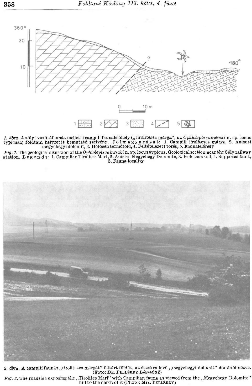 The geological situation of the Ophiolepis raincsaki п. sp. locus typicus. Geological section near the Sóly railway station. Legends: 1. Campilian Tirolites Marl, 2. Anisian Megyehegy Dolomite, 3.